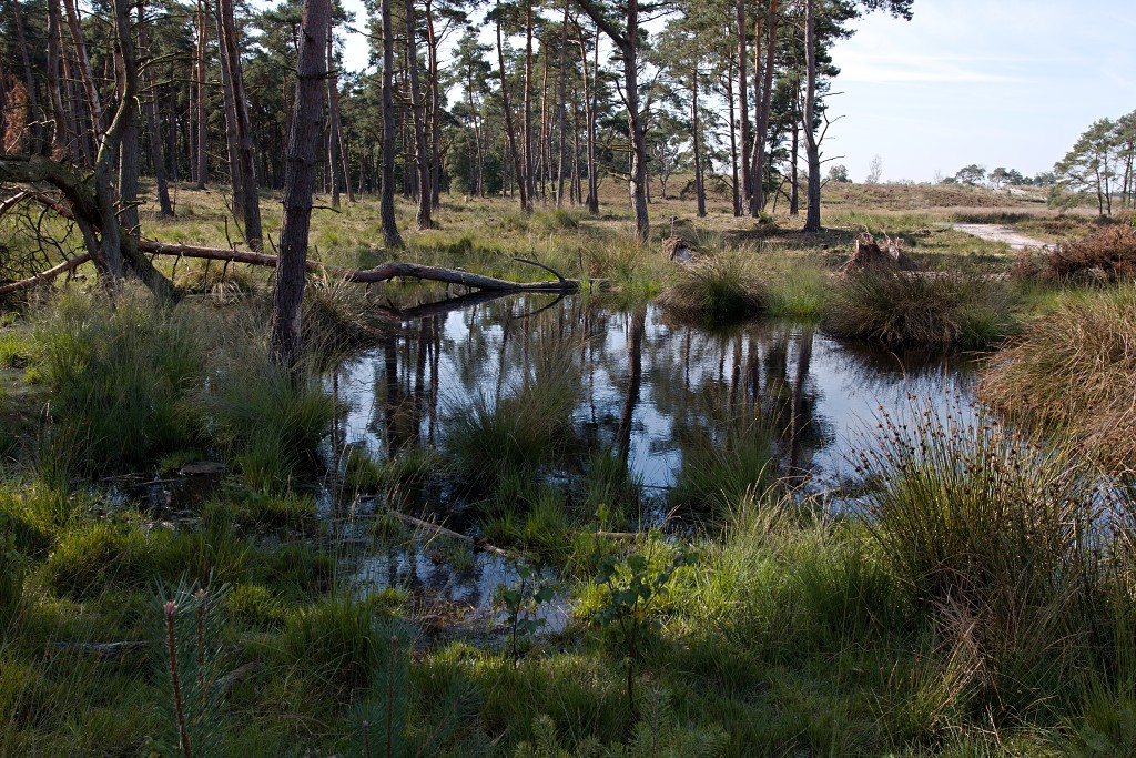 kalmhoutese heide hei hdr natuurgebied natuur landschap natuurpark natuurreservaat wandelen heidegebied bossen vennen